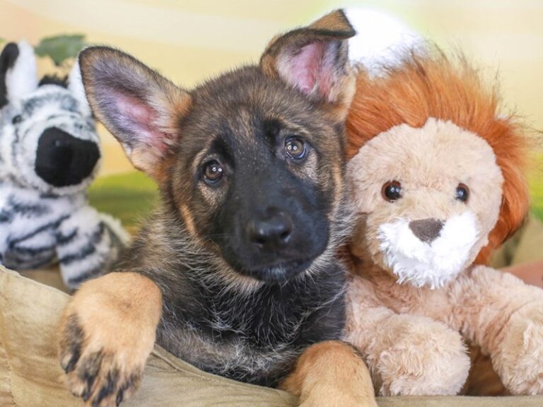 German Shepherd