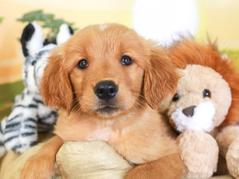 Golden Retriever