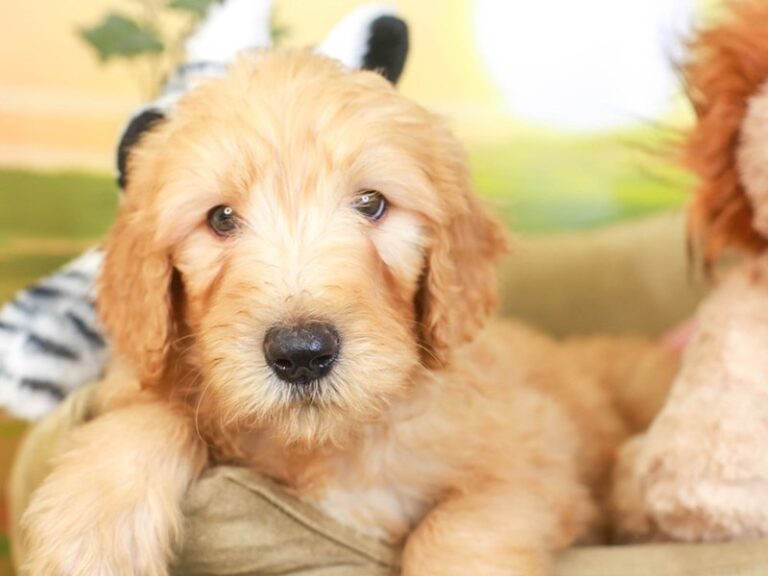 Goldendoodle