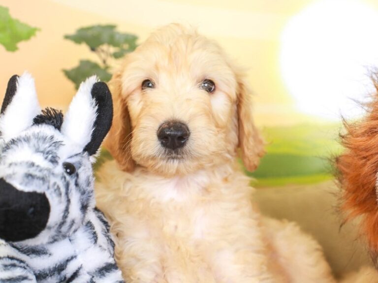 Goldendoodle