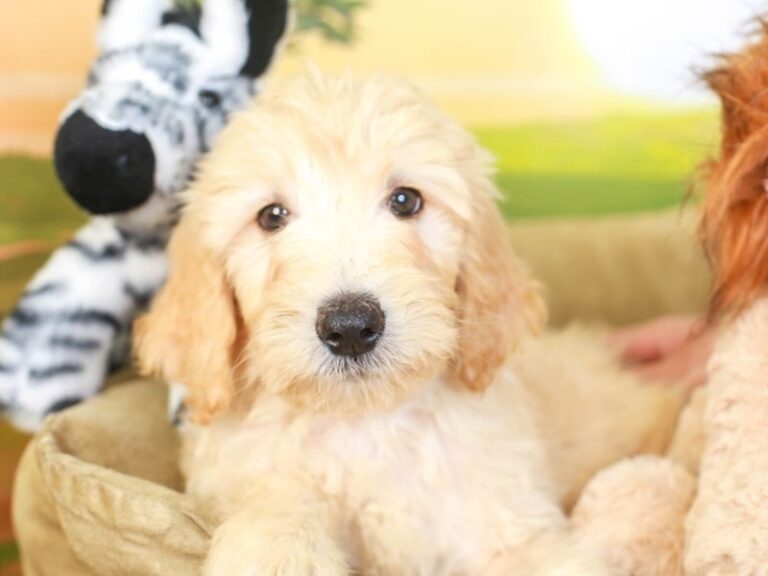 Goldendoodle