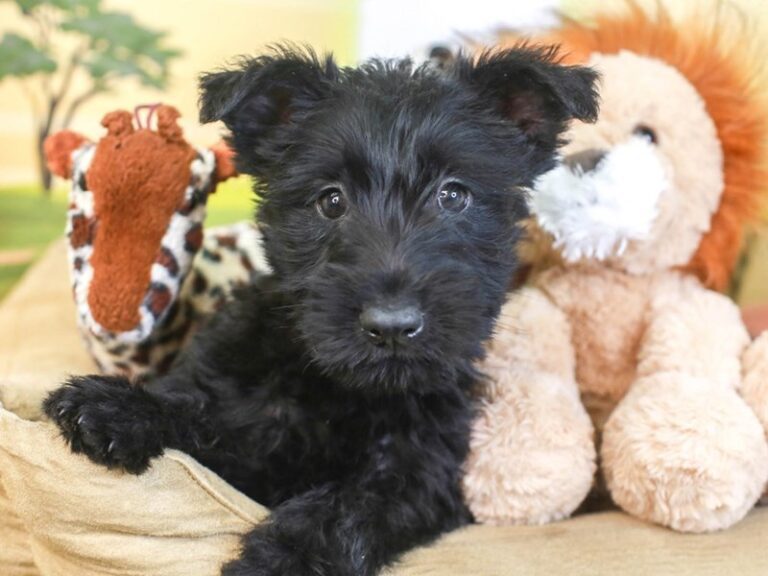 Scottish Terrier