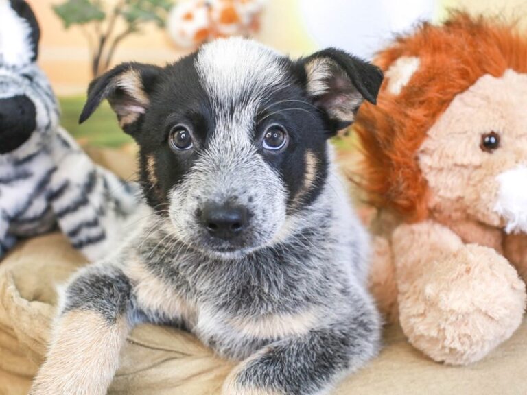 Blue Heeler