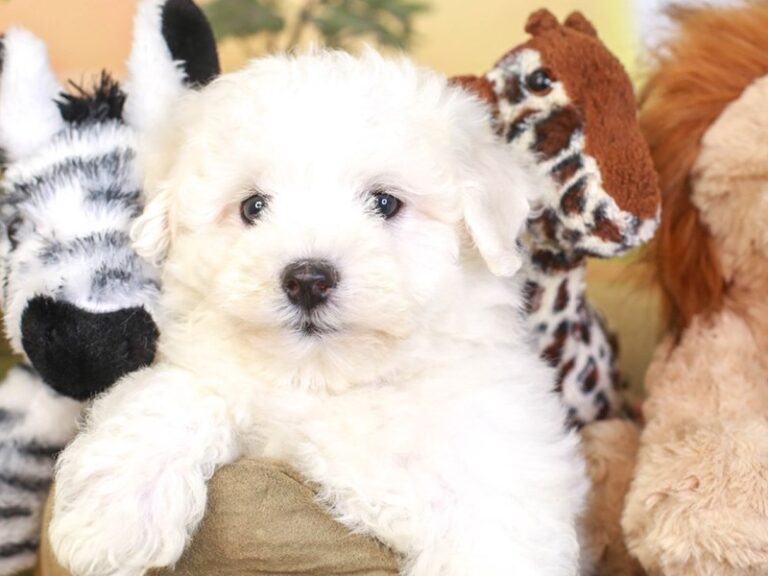 Bichon Frise