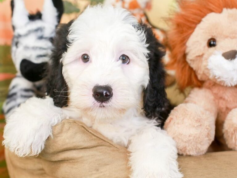 Mini Sheepadoodle