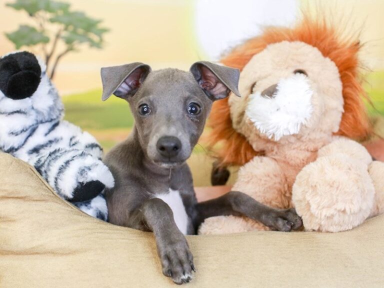 Italian Greyhound