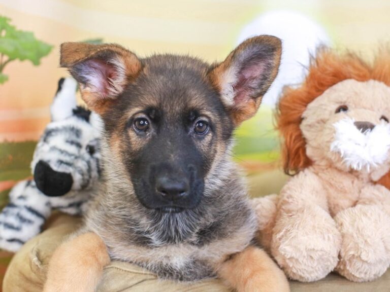 German Shepherd
