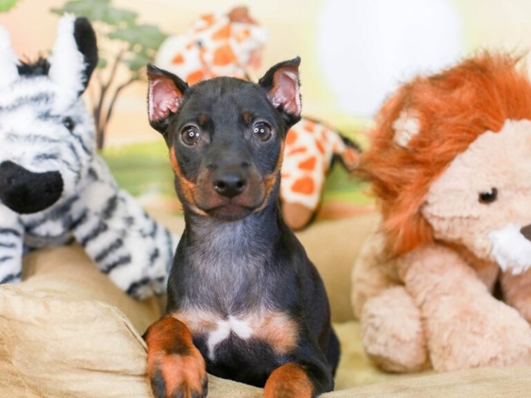 Mini Pinscher