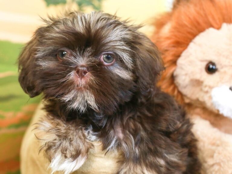 Shih Tzu