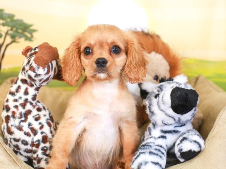 Cavalier King Charles Spaniel