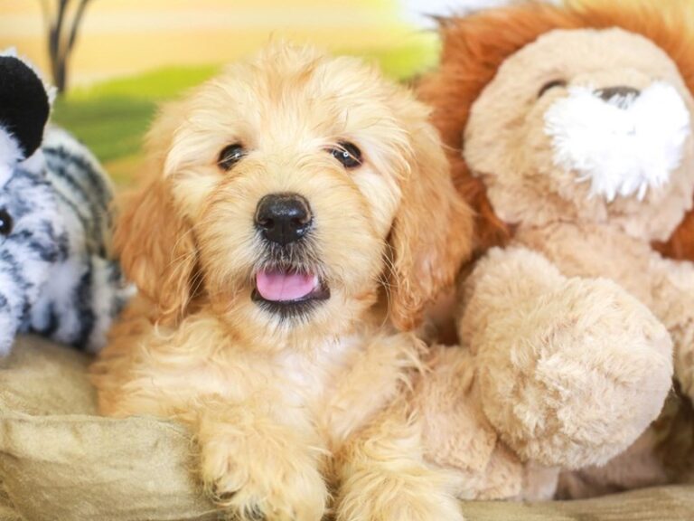 Goldendoodle