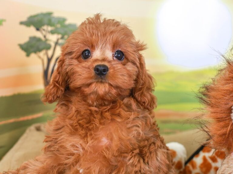 Cavapoo