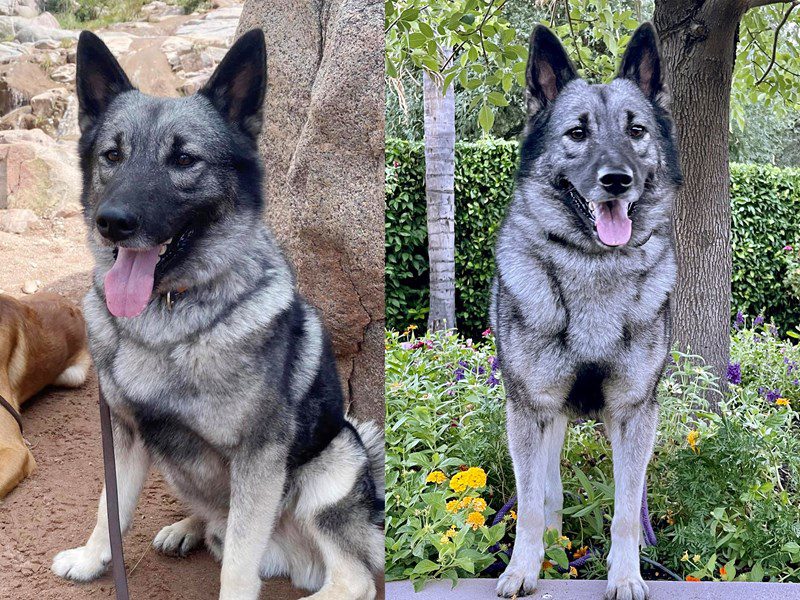 Norwegian elkhound shepherd sales mix