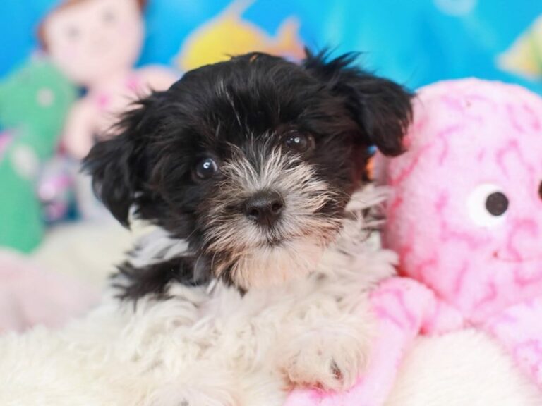 Havanese