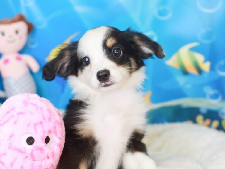 Mini Aussie