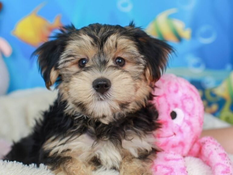 Morkie