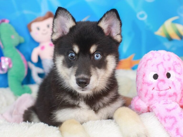 Pomsky