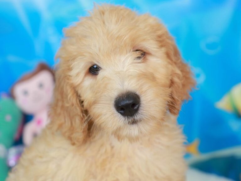 Goldendoodle