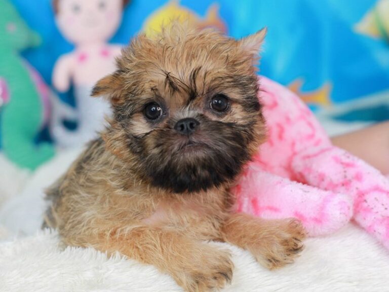 Brussels Griffon