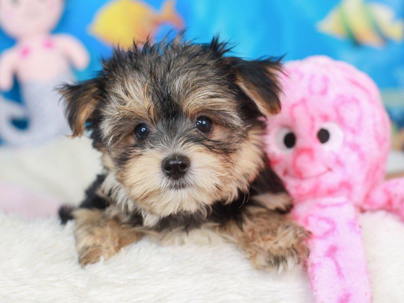 Morkie DOG Female black tan 3269250 Animal Kingdom Puppies N Love