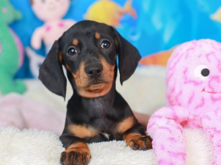 Dachshund