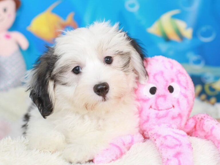 Coton De Tulear