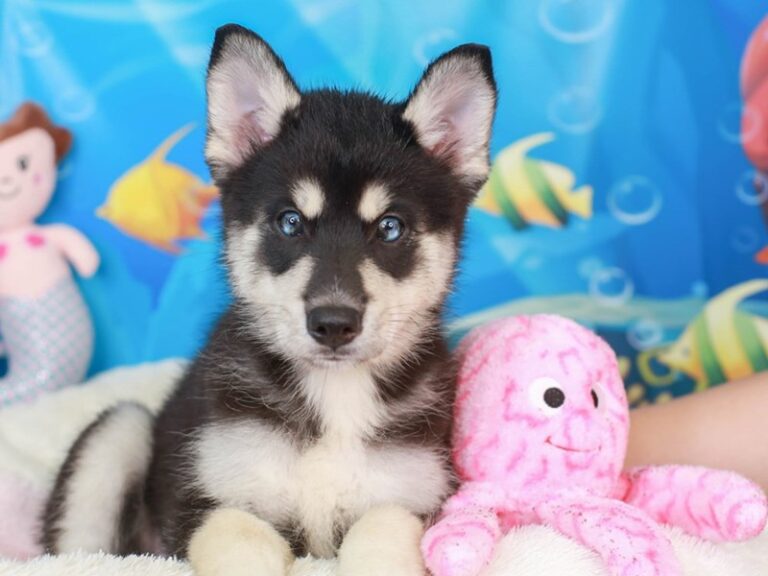 Pomsky