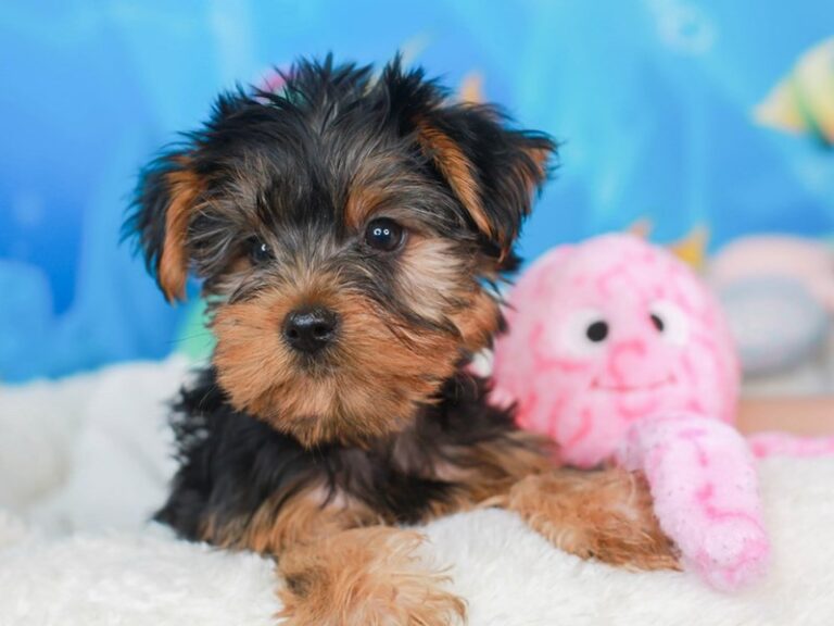 Yorkshire Terrier