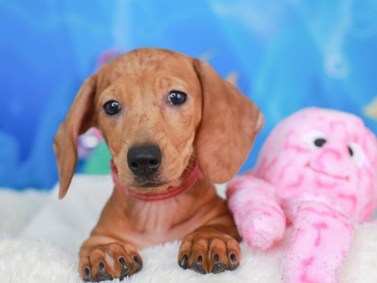 Dachshund