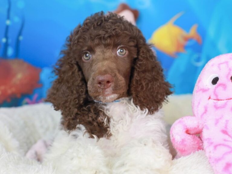 Standard Poodle