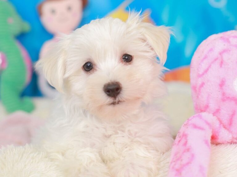 Havanese