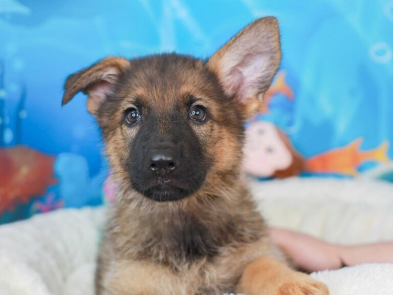 German Shepherd