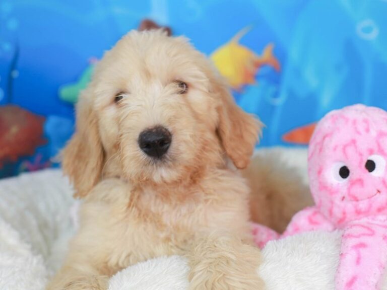 Goldendoodle