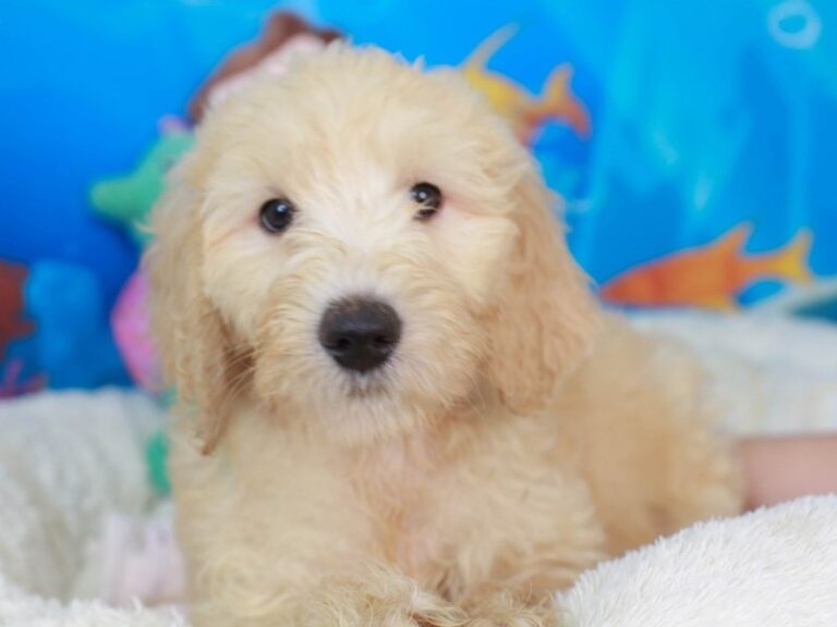 Goldendoodle