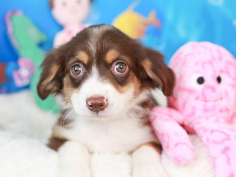 Mini Aussie