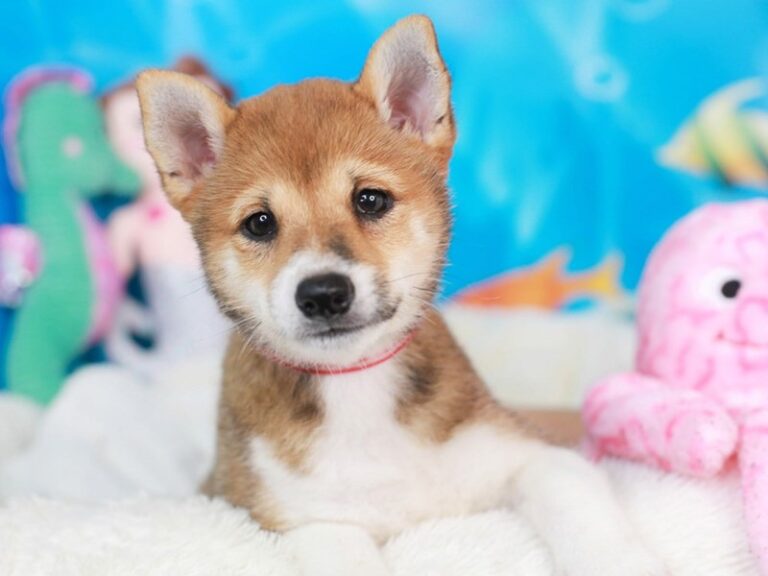 Shiba Inu