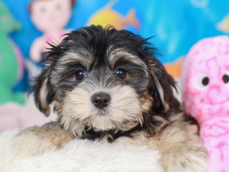 Morkie-DOG-Male-black & tan-3269247-Animal Kingdom | Puppies N Love