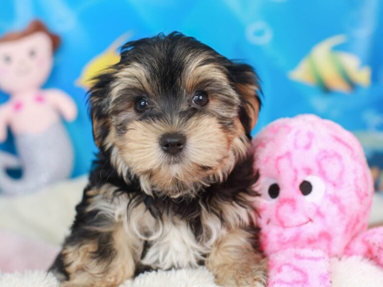 Morkie