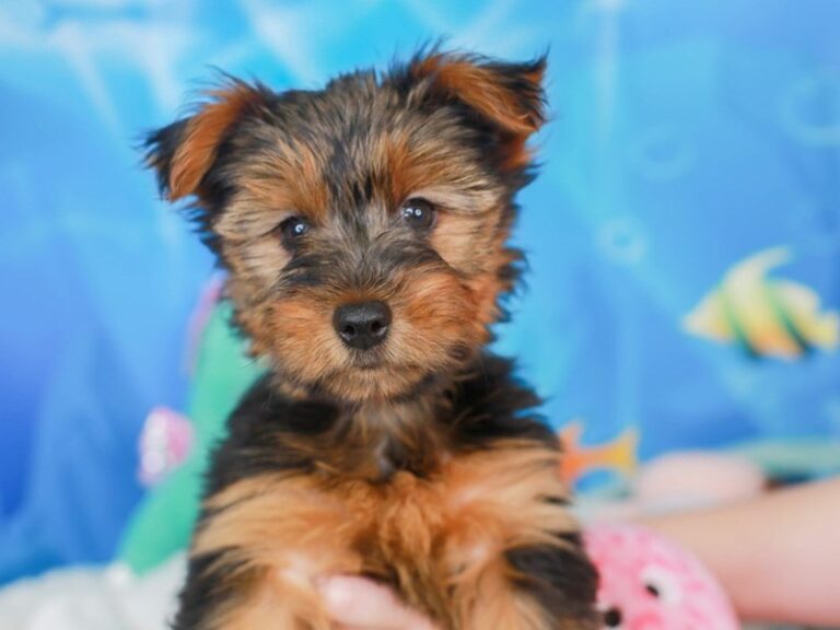 Yorkshire Terrier