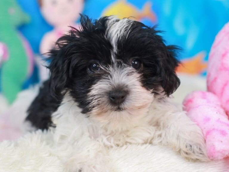 Havanese