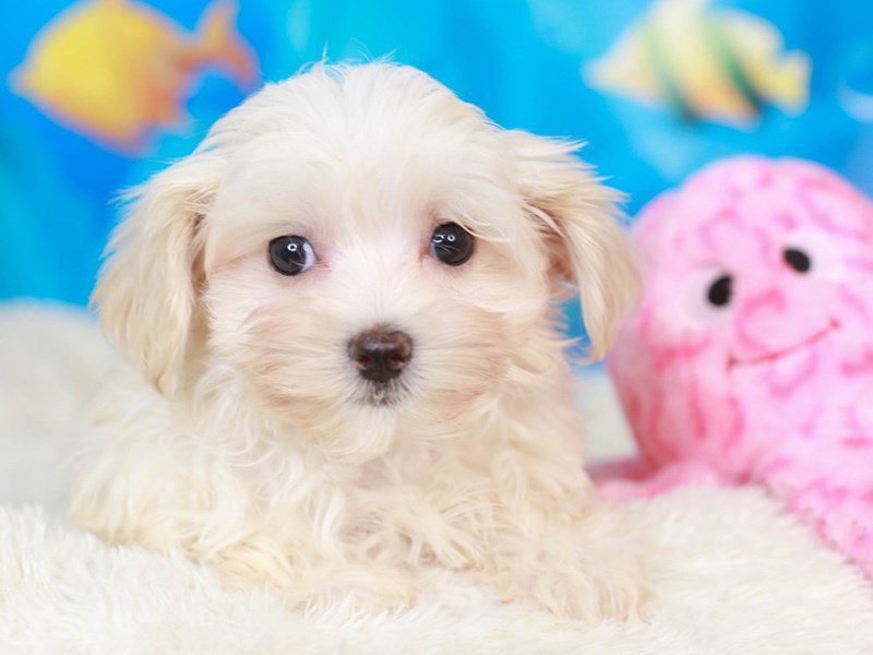 Morkie-Male-cream-3269539-Animal Kingdom | Puppies N Love