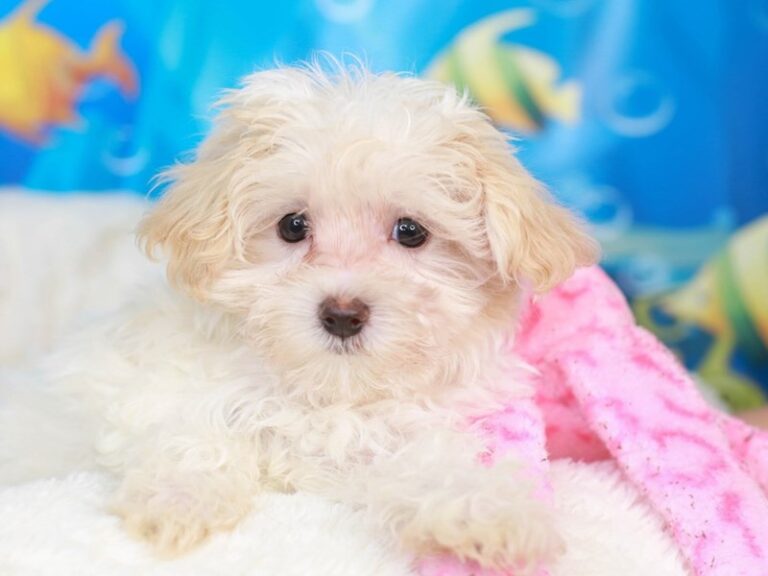 Maltipoo