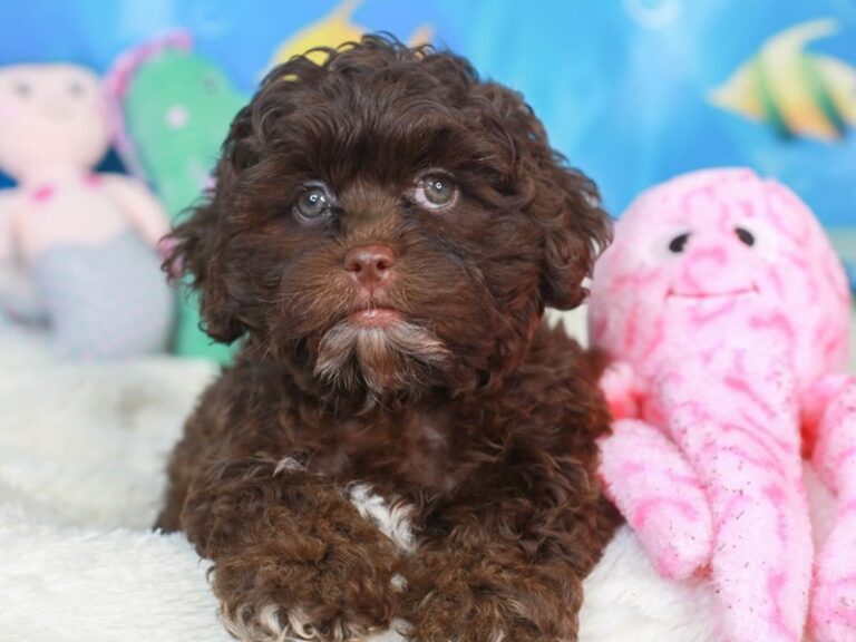 Shih Poo