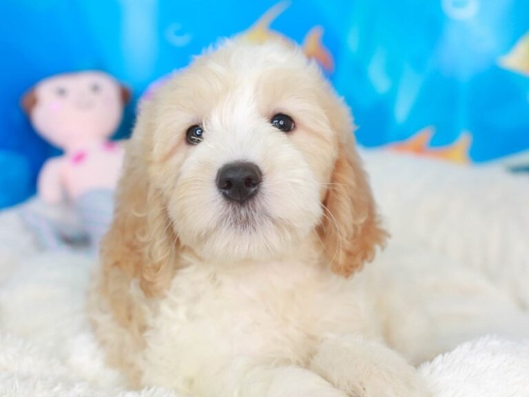 Goldendoodle
