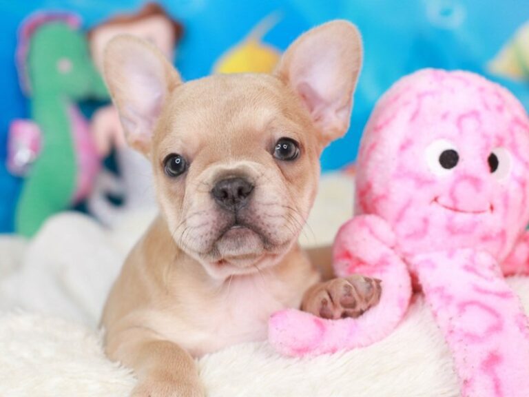 French Bulldog