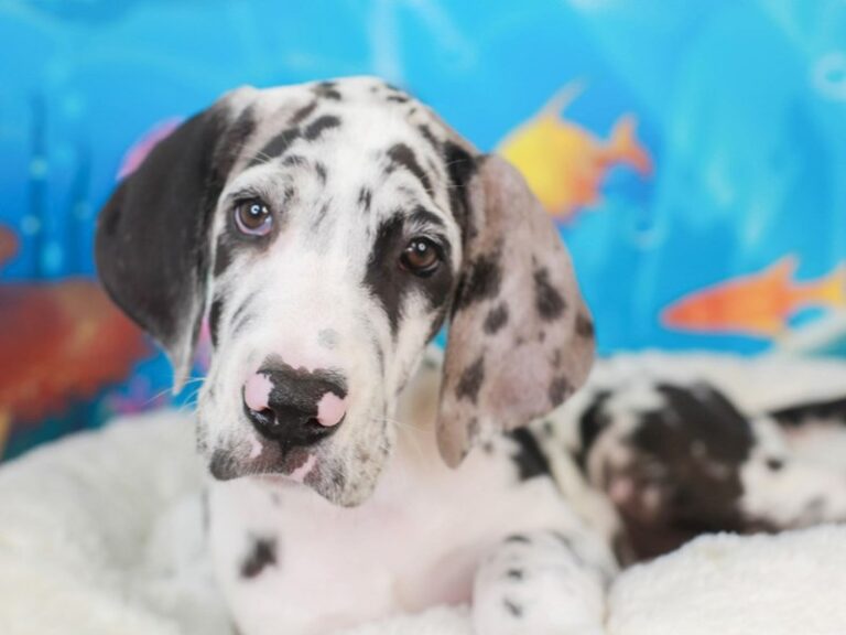 Great Dane