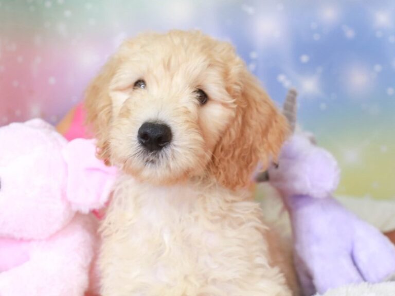 Goldendoodle
