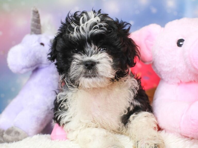 Shih Poo