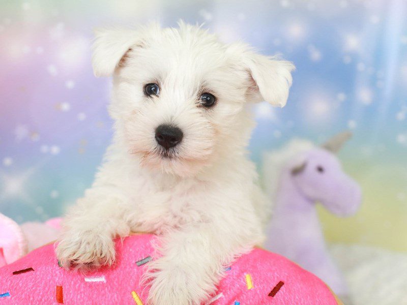 Wauzer-Male-white-3278078-Animal Kingdom | Puppies N Love