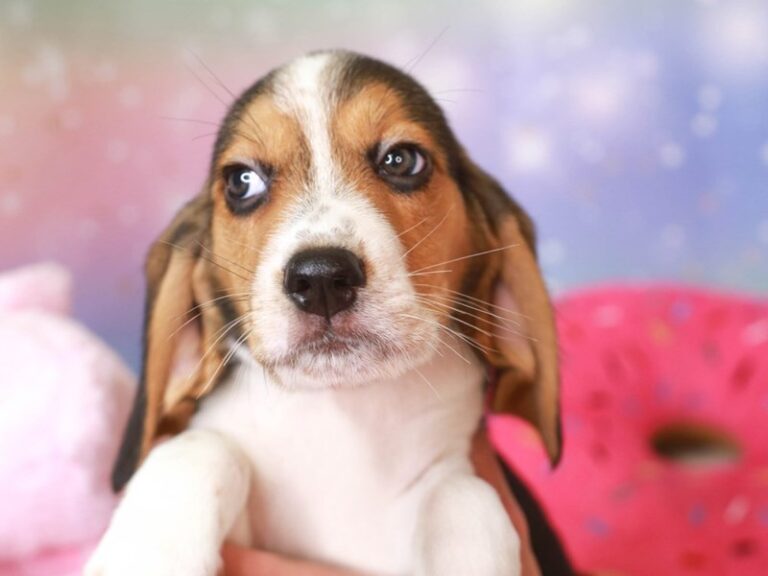 Beagle